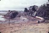 102599: Penguin down side Up Tasman Limited X 16