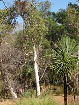 201624: Kakadu NP NT Ubirr Forest Scene