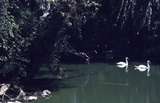 400300: Melbourne Victoria Zoo White Swans