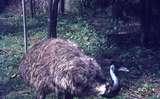 400307: Melbourne Victoria Zoo Emus