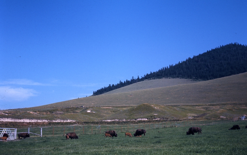 401162: National Bison Range MT US Bison and calves