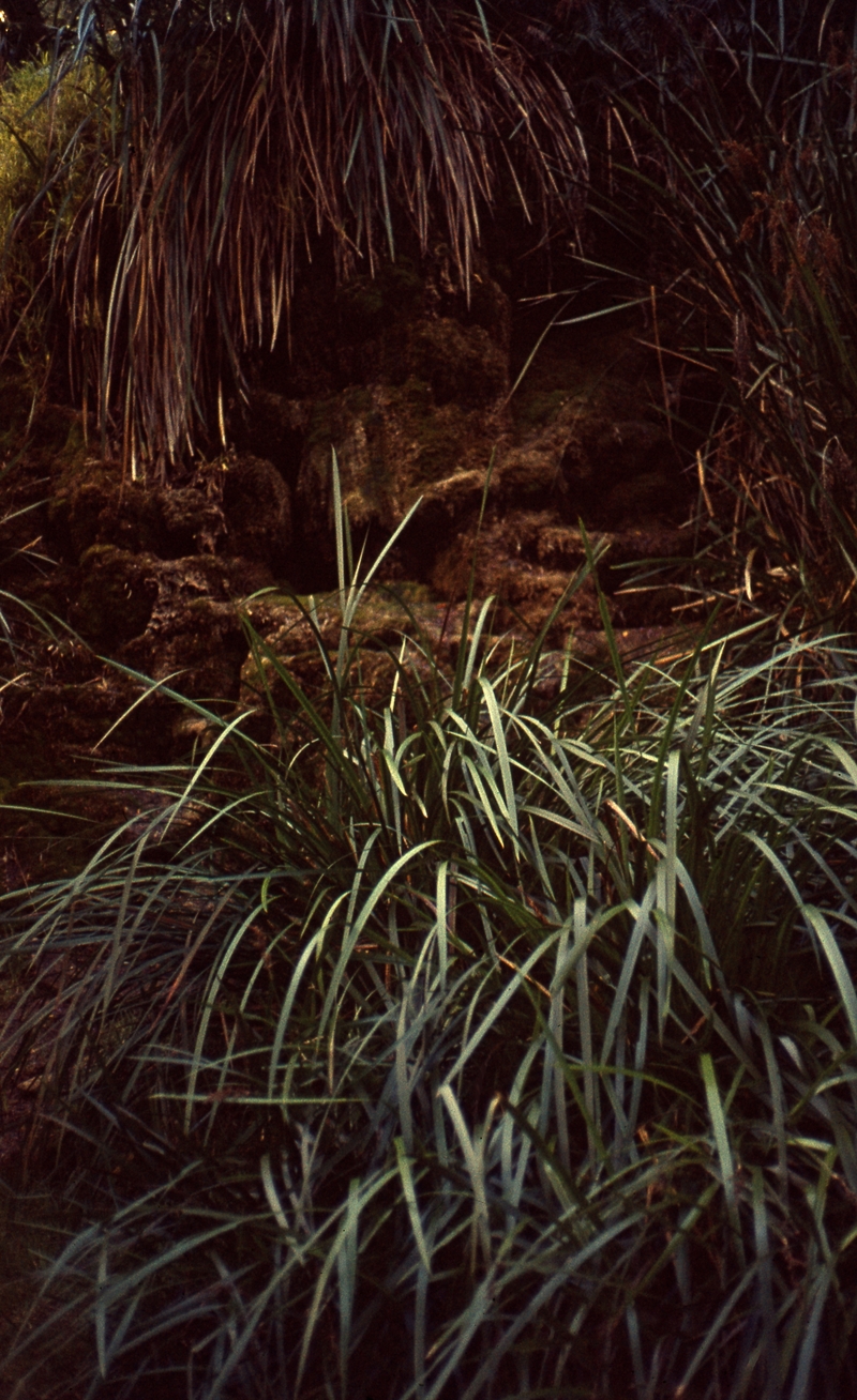 401621: Deepdene Western Australia Ferns Photo Wendy Langford